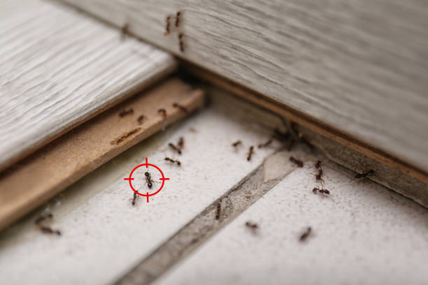 Wildlife Control Services in St Charles, IL