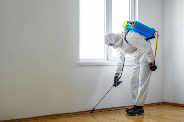 Best Spider Control Near Me  in St Charles, IL