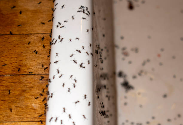 Wasp Removal Services in St Charles, IL