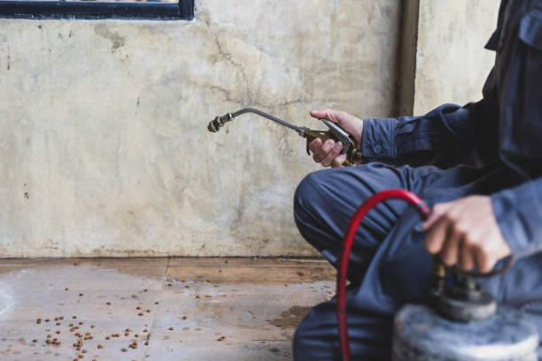 Best Rat Extermination Near Me  in St Charles, IL
